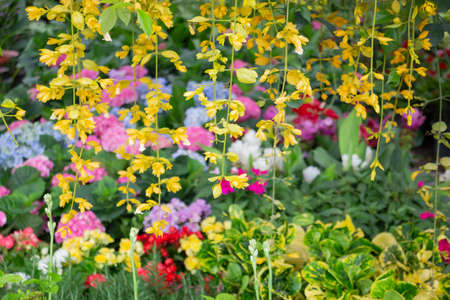 Green summer plant in outdoors market, stock photo