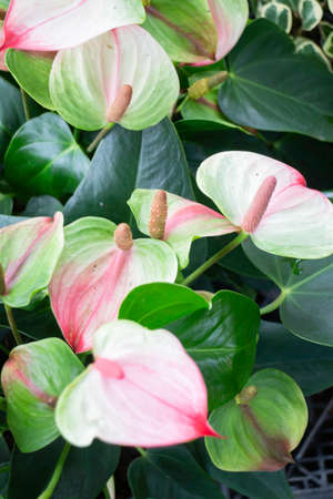 Green summer plant in outdoors market, stock photo