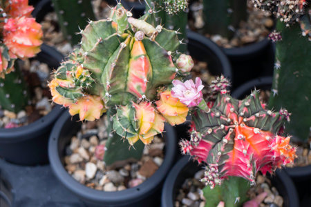 Cactus succulents in a planter, stock photo