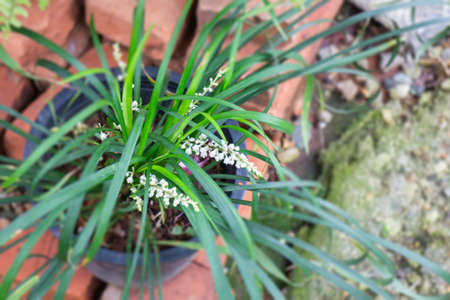 Green summer plant in outdoors market, stock photoの写真素材