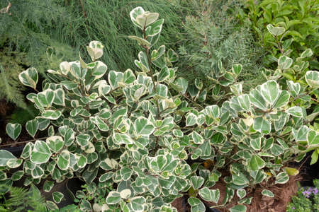 Garden plants nature background  of green leaves, stock photoの写真素材