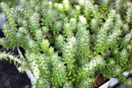 Tropical plant pot sale in green market, stock photoの写真素材