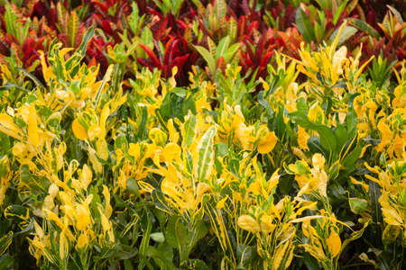 Tropical plant pot sale in green market, stock photoの写真素材
