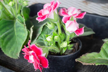 Tropical plant pot sale in green market, stock photoの写真素材