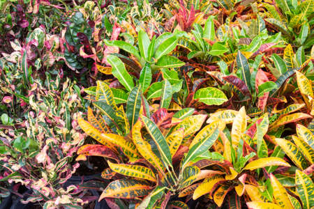 Tropical plant pot sale in green market, stock photo