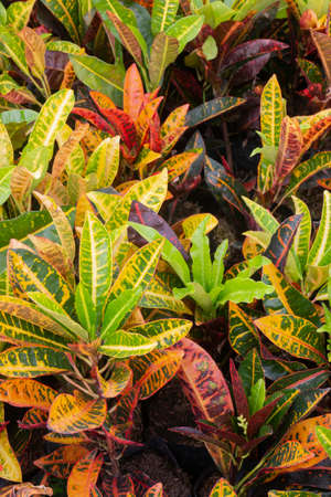 Tropical plant pot sale in green market, stock photoの写真素材