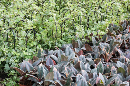 Tropical plant pot sale in green market, stock photo