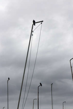 Street pigeon are perching on a retro style pole, stock photo