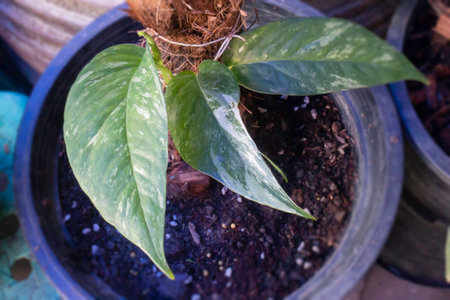 Baby plant of Epipremnum Pinnatum Albo Variegata, stock photoの写真素材
