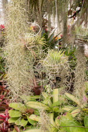 Green leaves plant in botanic garden, stock photoの写真素材