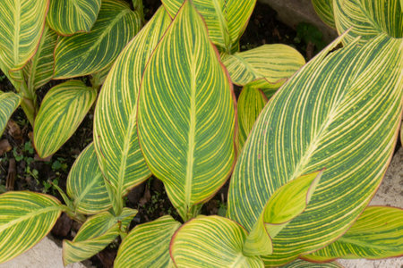 Green leaves plant in botanic garden, stock photoの写真素材