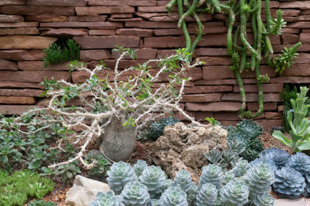 Green leaves plant in botanic garden, stock photoの写真素材