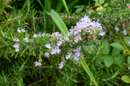 Green leaves plant in botanic garden, stock photoの写真素材