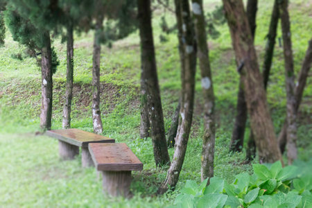 Green leaves plant in botanic garden, stock photoの写真素材
