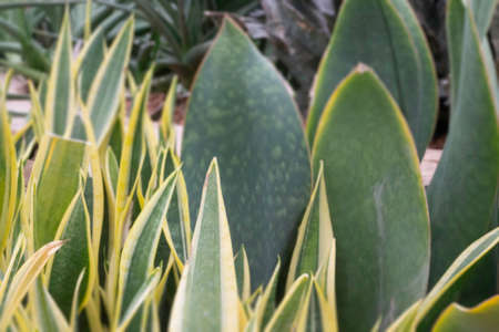 Green leaves plant in botanic garden, stock photoの写真素材