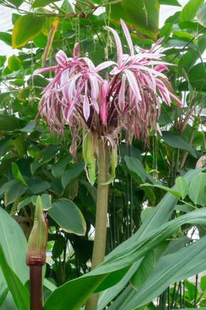 Green leaves plant in botanic garden, stock photoの写真素材