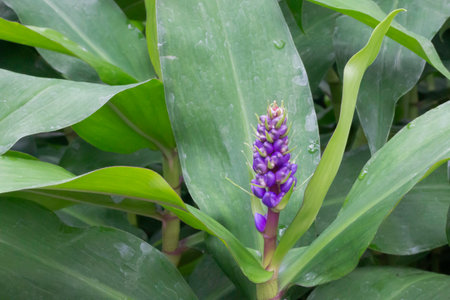 Green leaves plant in botanic garden, stock photoの写真素材