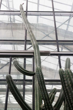 Green leaves plant in botanic garden, stock photoの写真素材
