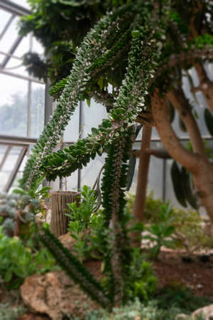Green leaves plant in botanic garden, stock photoの写真素材