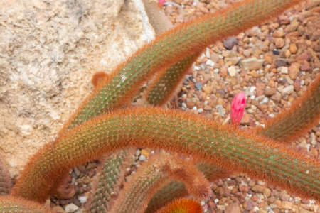 Green leaves plant in botanic garden, stock photoの写真素材