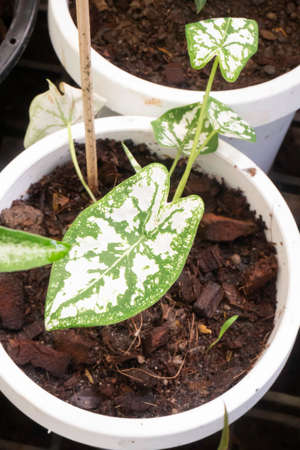 Beautiful Caladium bicolor the leafy plants, stock photoの写真素材