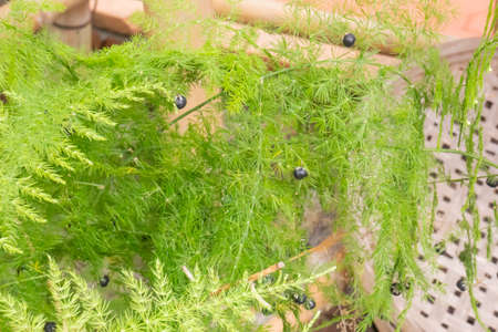 Green leaves plant in botanic garden, stock photoの写真素材