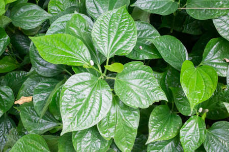 Green leaves plant in botanic garden, stock photo