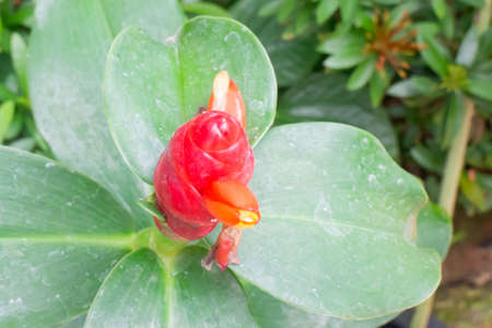 Green leaves plant in botanic garden, stock photoの写真素材