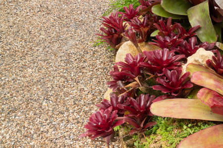 Green leaves plant in botanic garden, stock photoの写真素材
