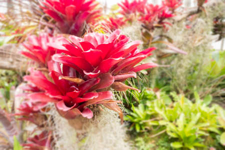 Green leaves plant in botanic garden, stock photoの写真素材