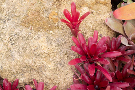 Green leaves plant in botanic garden, stock photoの写真素材
