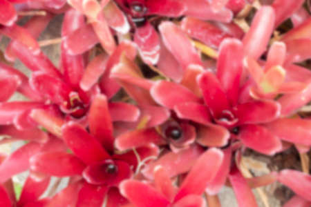 Green leaves plant in botanic garden, stock photoの写真素材