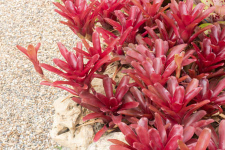 Green leaves plant in botanic garden, stock photoの写真素材