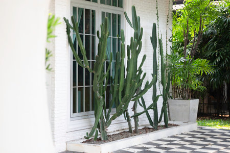 Air purifying plants for home, stock photo