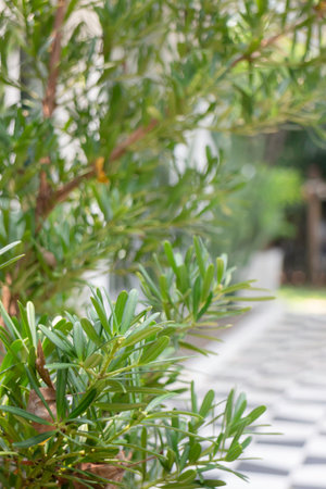 Air purifying plants for home, stock photo
