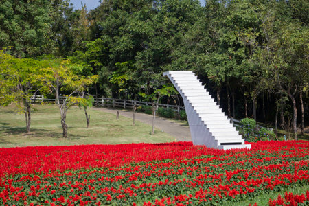Wooden height stairs white in garden park outdoor, stock photoの写真素材