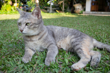 Thai local village cat in many action, stock photoの写真素材
