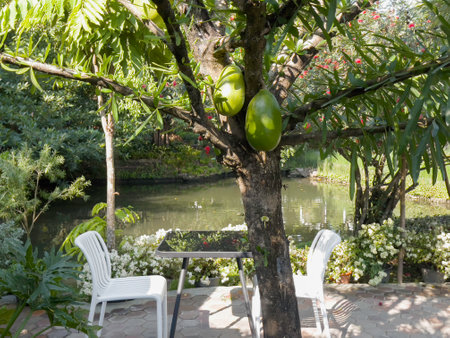Green apple tree in the garden with white chairs on the table.
