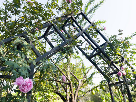 Decorative wrought iron gate in garden with pink rose flowers, stock photoの写真素材