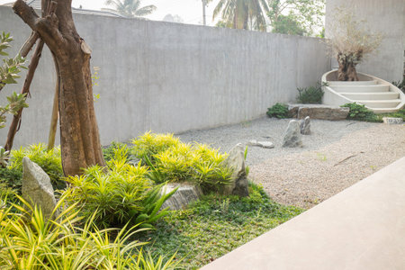 Olive tree in stone pebble garden, stock photoの写真素材