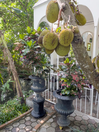 Tropical garden with amazing plants and flowers, stock photo
