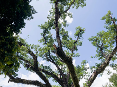 Green tree park area apartment building, stock photoの写真素材
