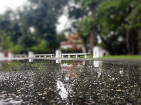 Beautiful view of public park tree after spring rain, stock photo
