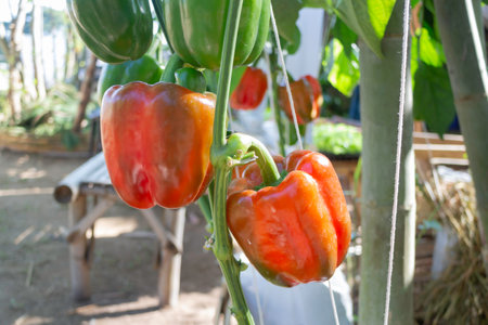 Display of local produce at outdoor farmers market, stock photoの写真素材