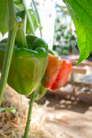 Display of local produce at outdoor farmers market, stock photoの写真素材