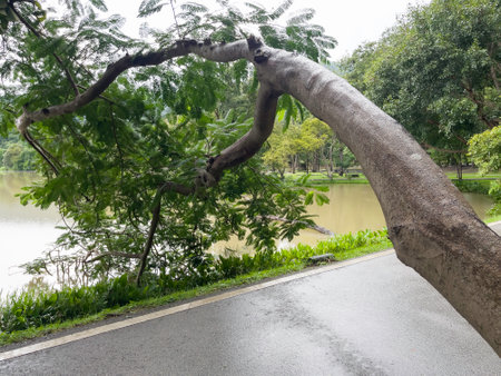 A beautiful tropical public park in the city, stock photoの写真素材