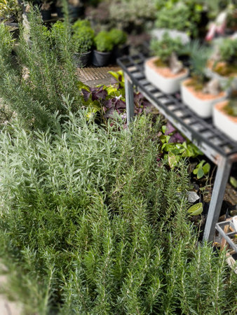Variety of tropical plants grow for sale in flower markets, stock photoの写真素材