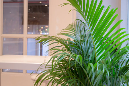 Coffee shop interior with white and wooden concept deisgn, stock photoの写真素材