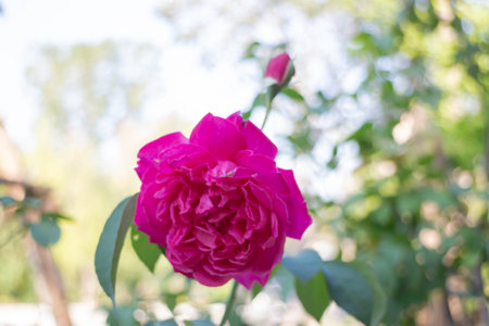 Romantic lovely pink rose background, stock photoの写真素材