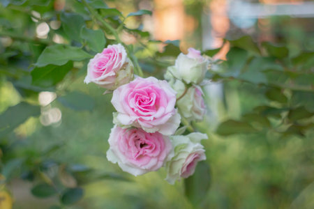 Romantic lovely pink rose background, stock photoの写真素材